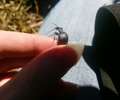 Scaphinotus obliquus