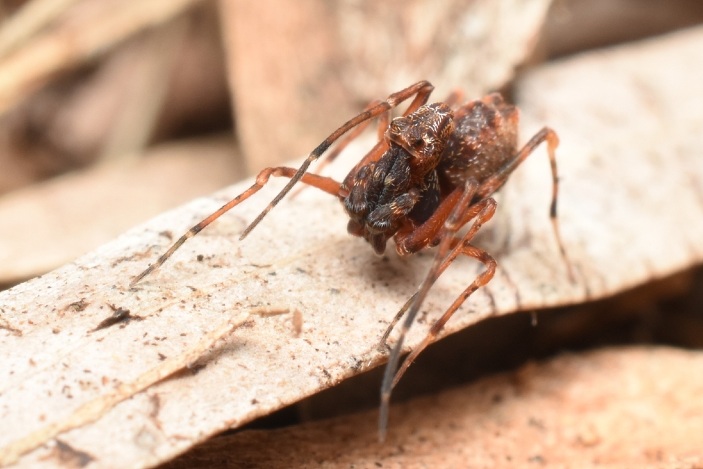 Zephyrarchaea