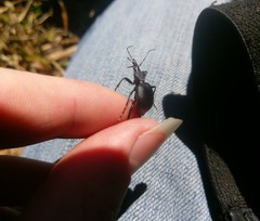 Scaphinotus obliquus