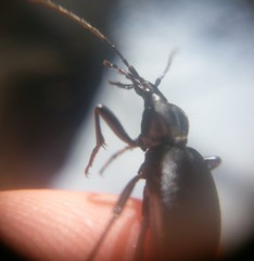 Scaphinotus obliquus