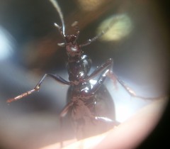 Scaphinotus obliquus