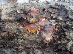 Ganoderma lucidum