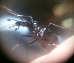 Scaphinotus obliquus