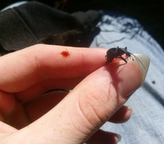 Scaphinotus obliquus