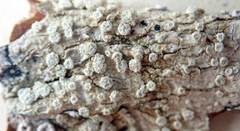 Pertusaria puffina