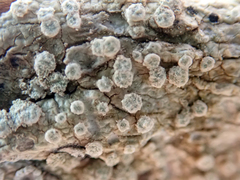 Pertusaria puffina