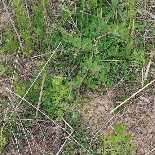 Vicia amurensis iNat (3)