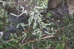 Cladonia corniculata