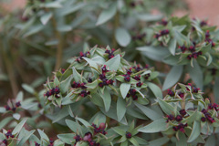 Euphorbia thinophila