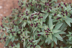 Euphorbia thinophila
