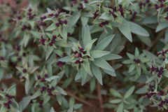 Euphorbia thinophila