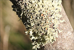 Flavoparmelia rutidota