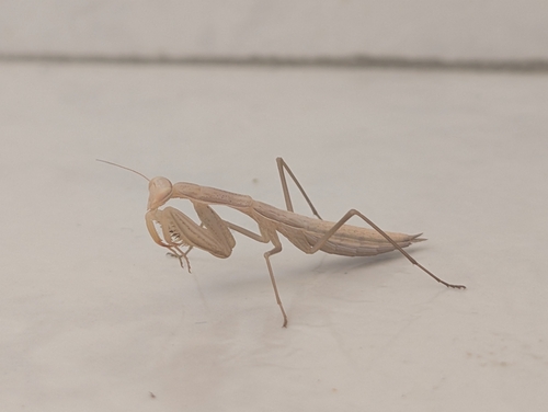 European Mantis