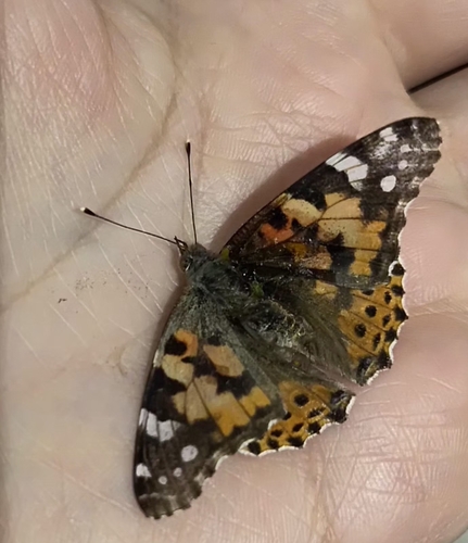 Painted Lady