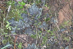 Peltigera dolichorhiza