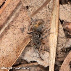 Polyrhachis vermiculosa