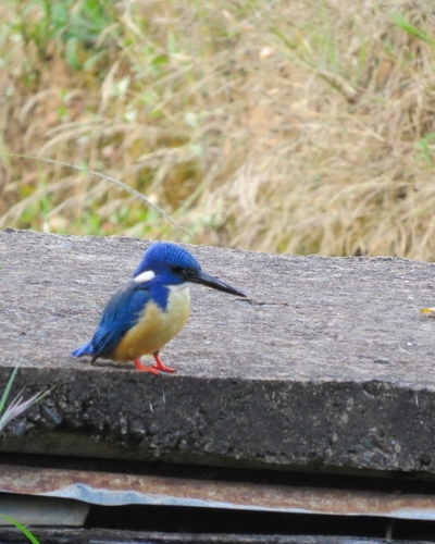 iNaturalist image