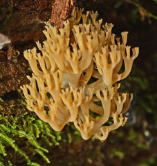 Artomyces austropiperatus