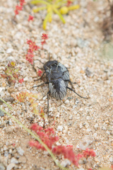 Gyriosomus kingi