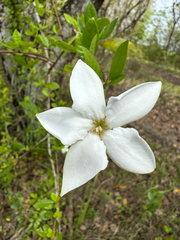 Rosenbergiodendron formosum