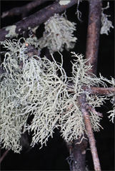 Usnea inermis