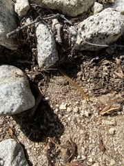 Scolopendra polymorpha