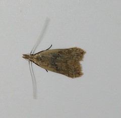 Dichomeris punctipennella