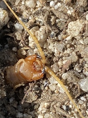 Scolopendra polymorpha
