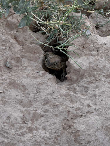 African Green Toad
