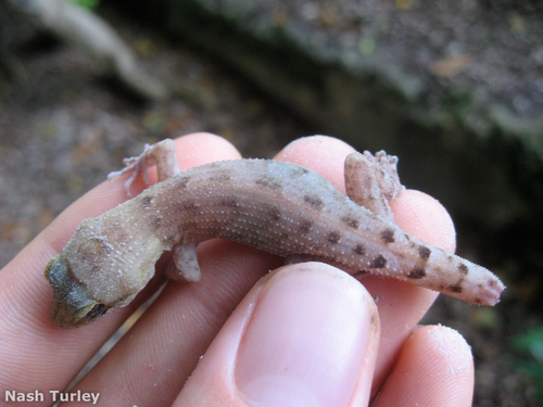 Nactus pelagicus