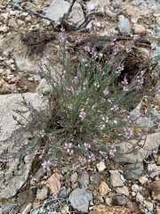 Thamnosma texana