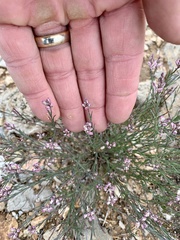 Thamnosma texana