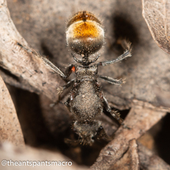 Polyrhachis vermiculosa