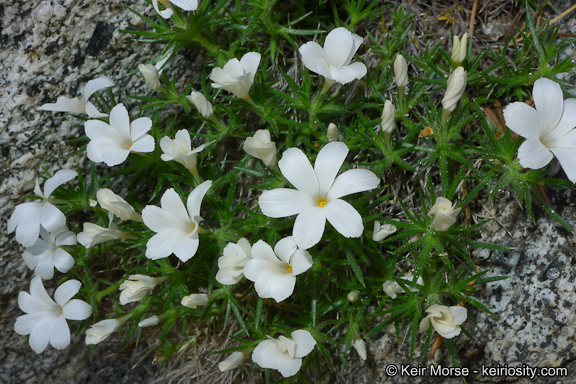 Linanthus jaegeri