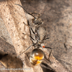 Polyrhachis vermiculosa