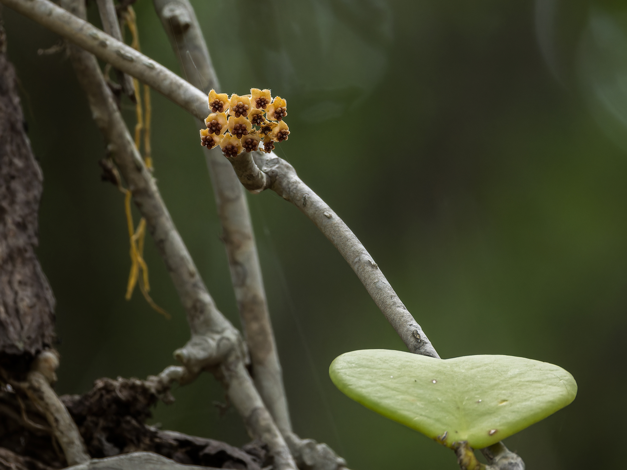 Hoya kerrii