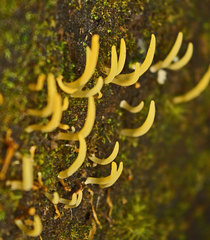 Calocera guepinioides