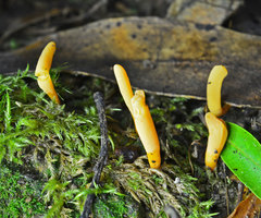 Calocera guepinioides
