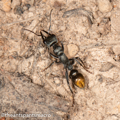 Myrmecia gilberti