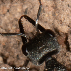 Myrmecia gilberti
