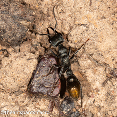 Myrmecia gilberti