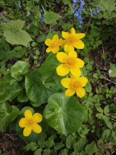 marsh marigold