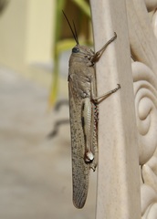 Anacridium rubrispinum