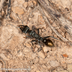 Myrmecia gilberti