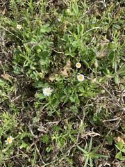 Chaetopappa asteroides