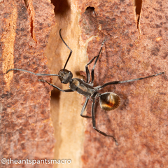 Polyrhachis brisbanensis