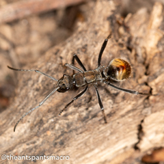 Polyrhachis brisbanensis