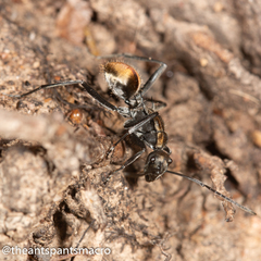 Polyrhachis brisbanensis