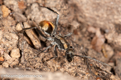 Polyrhachis brisbanensis