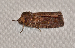 Proteuxoa hydraecioides